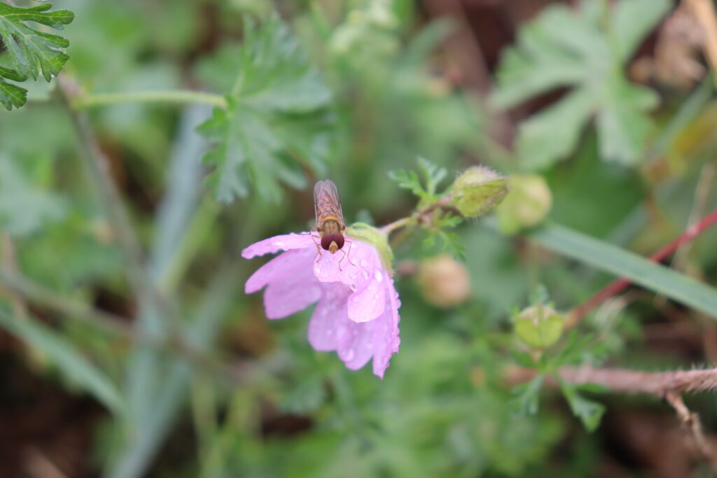 Eine Schwebfliege sitzt auf einer Blüte